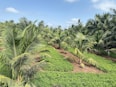 Rows of mature coconut palms under a bright blue sky, ready for harvest.