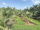 A lush coconut plantation with rows of tall palm trees under a clear blue sky. The ground is covered with a layer of vibrant green plants, and the palms are evenly spaced, indicating organized agriculture. The sunlight and blue sky with scattered clouds enhance the vibrant colors of the scene.