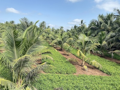 A lush coconut plantation with rows of tall palm trees under a clear blue sky. The ground is covered with a layer of vibrant green plants, and the palms are evenly spaced, indicating organized agriculture. The sunlight and blue sky with scattered clouds enhance the vibrant colors of the scene.
