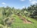 A lush coconut plantation with rows of tall palm trees under a clear blue sky. The ground is covered with a layer of vibrant green plants, and the palms are evenly spaced, indicating organized agriculture. The sunlight and blue sky with scattered clouds enhance the vibrant colors of the scene.