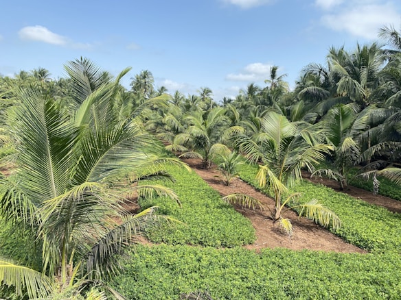 A lush coconut plantation with rows of tall palm trees under a clear blue sky. The ground is covered with a layer of vibrant green plants, and the palms are evenly spaced, indicating organized agriculture. The sunlight and blue sky with scattered clouds enhance the vibrant colors of the scene.