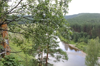 A vibrant landscape showing thriving greenery and a flowing river symbolizing restoration and hope.