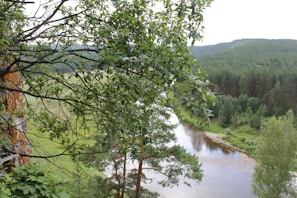 A lush open-world environment with towering trees and a winding river