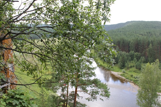 A vibrant landscape showing thriving greenery and a flowing river symbolizing restoration and hope.
