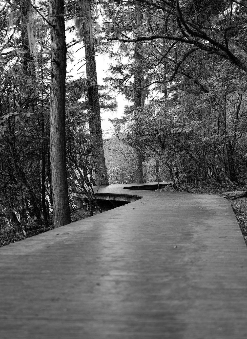 a black and white photo of a path in the woods