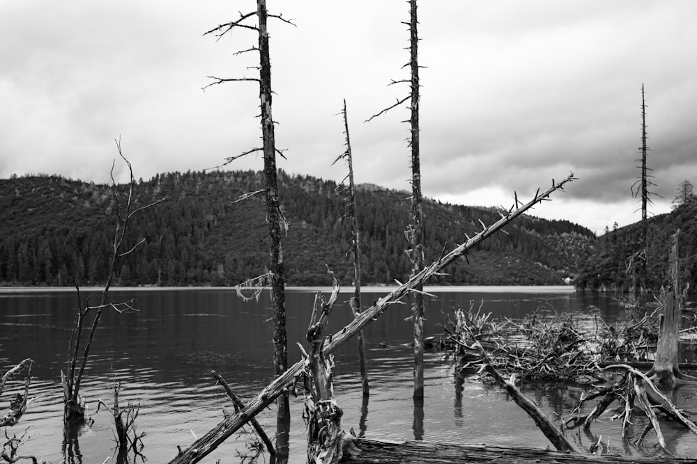 a black and white photo of a lake surrounded by trees