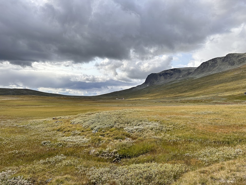 a field with a mountain in the background