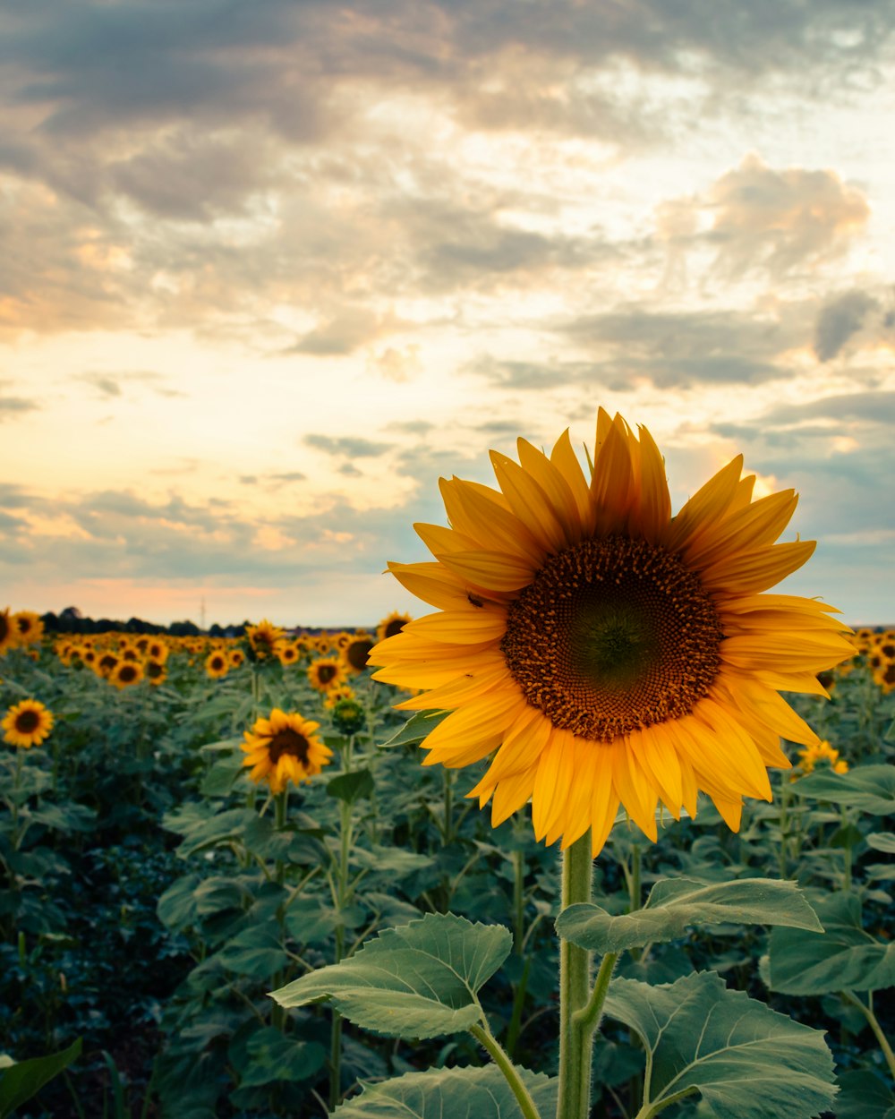 un grande girasole in un campo di girasoli