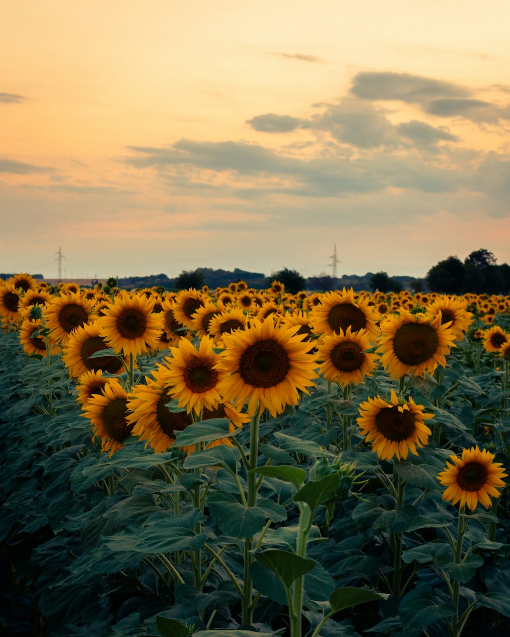 a large field of sunflowers with a sunset in the background