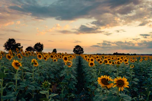 a large field of sunflowers under a cloudy sky