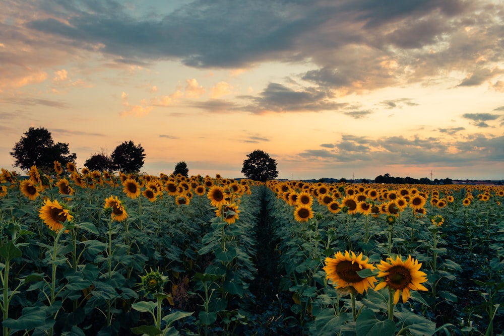 a large field of sunflowers under a cloudy sky