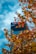 A modern skyscraper with the PwC logo is partially obscured by out-of-focus autumn leaves in the foreground. The building is set against a backdrop of a bright, cloudy sky.