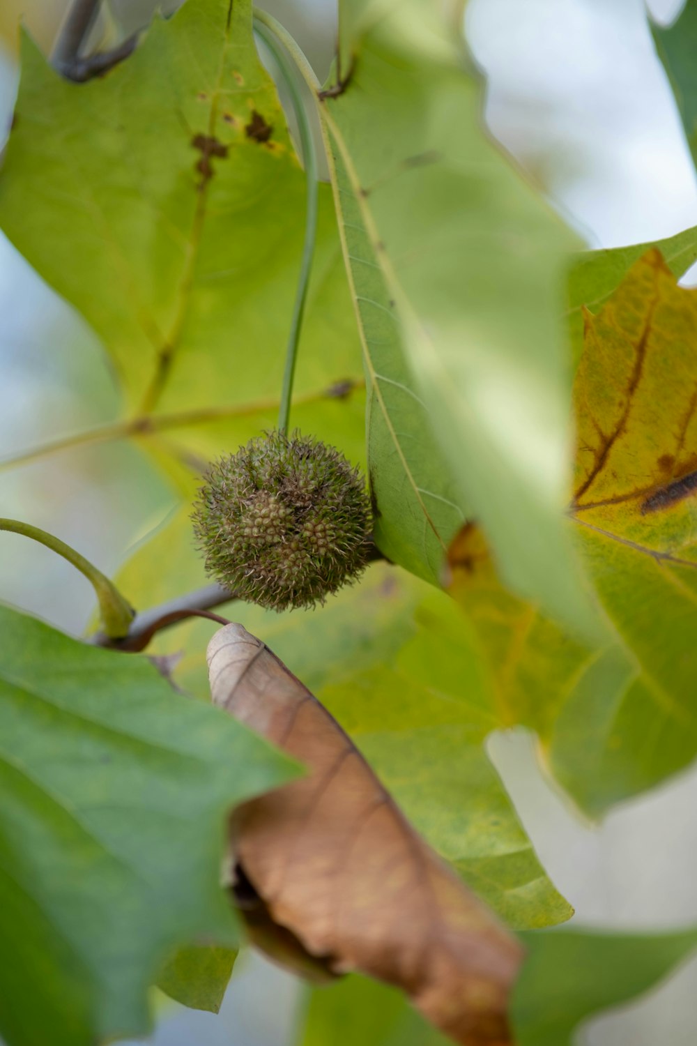 a tree with a bunch of leaves on it