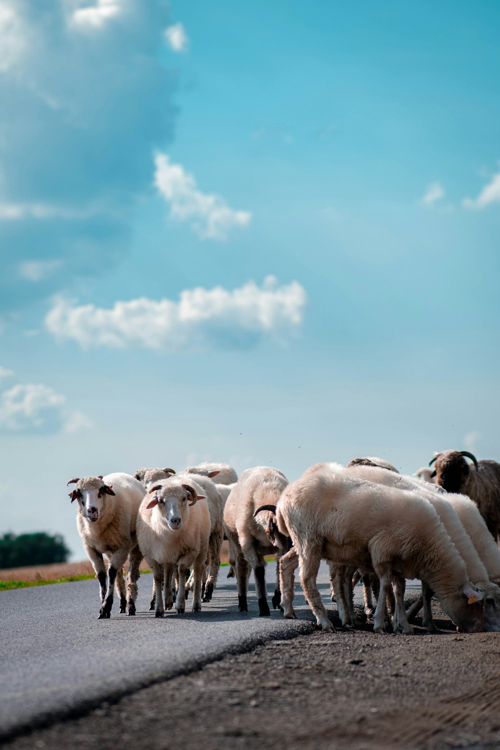 un rebaño de ovejas caminando por un camino