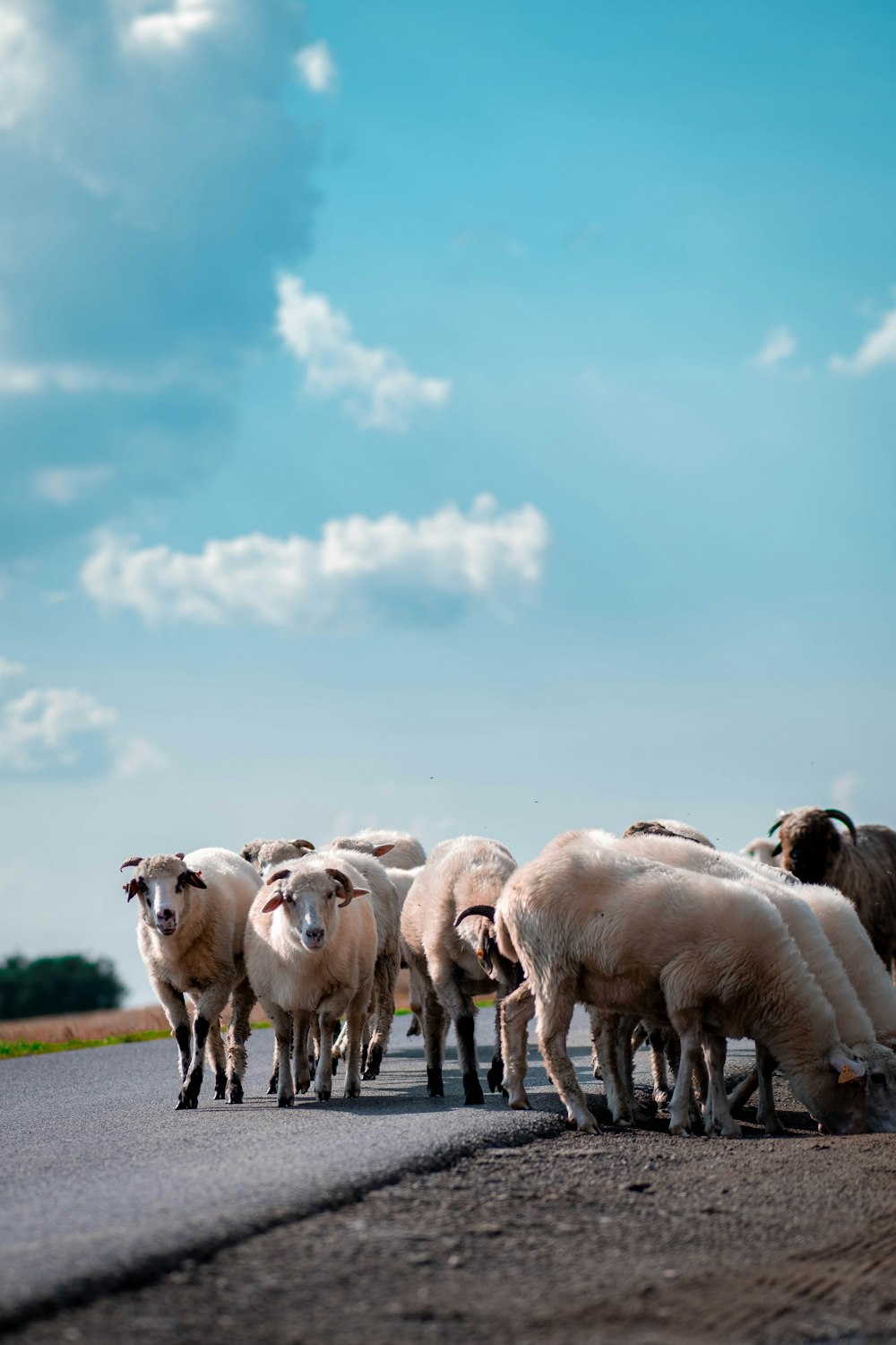 a herd of sheep walking down a road