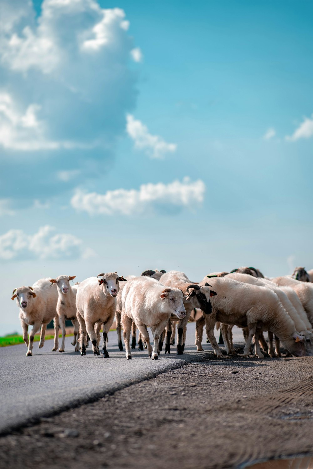 a herd of sheep walking down a road