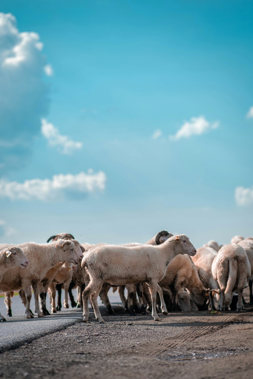 a herd of sheep standing on the side of a road