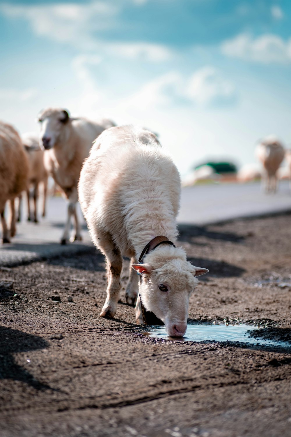 a herd of sheep drinking water from a puddle