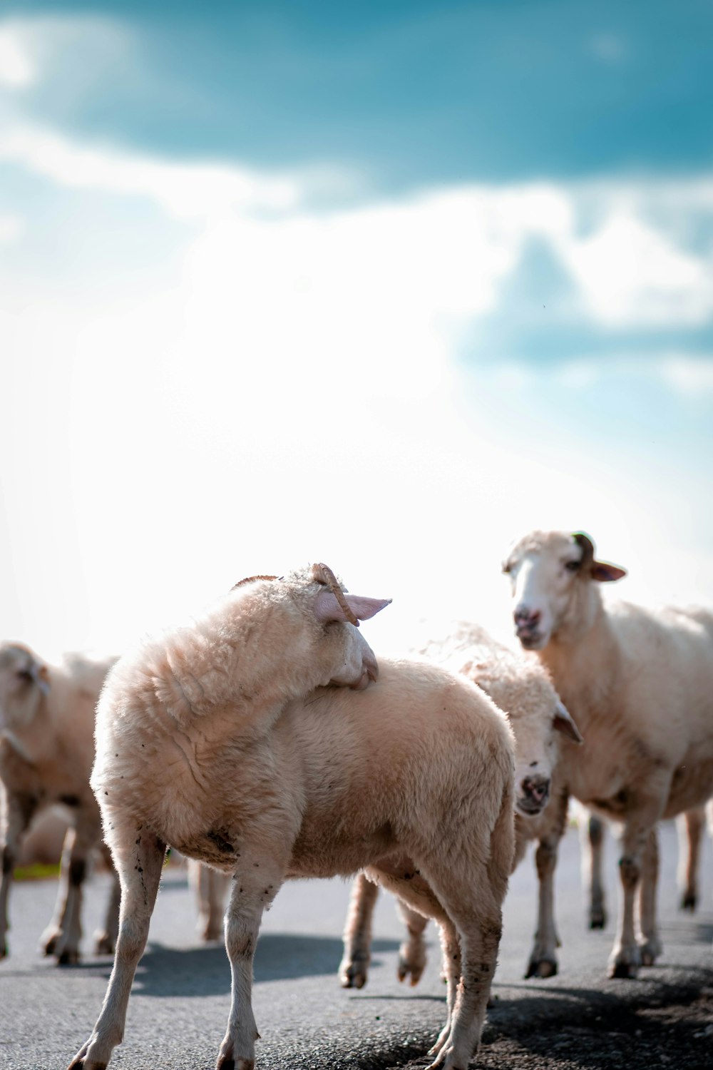 a herd of sheep standing on the side of a road