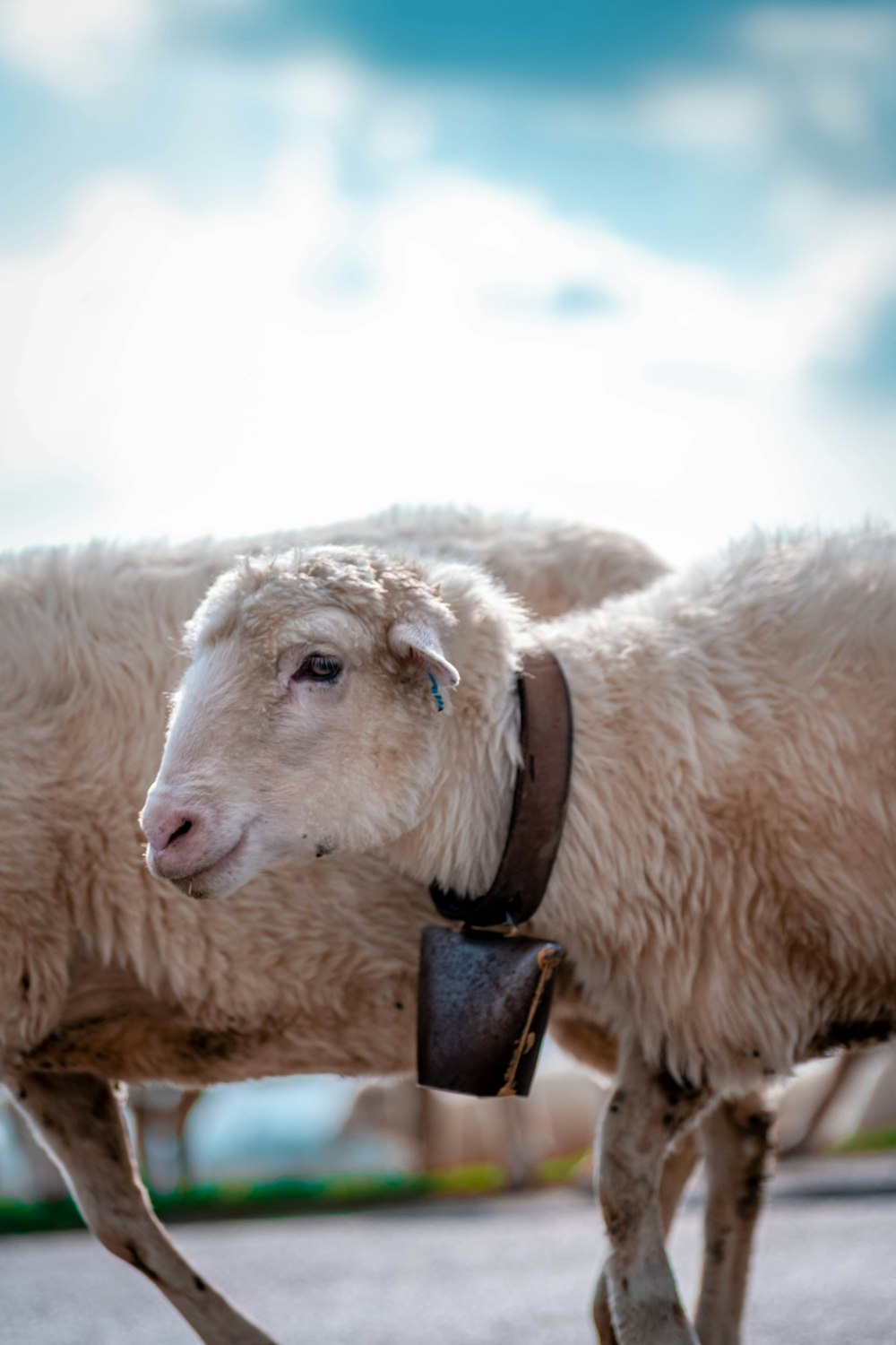 a couple of sheep standing next to each other