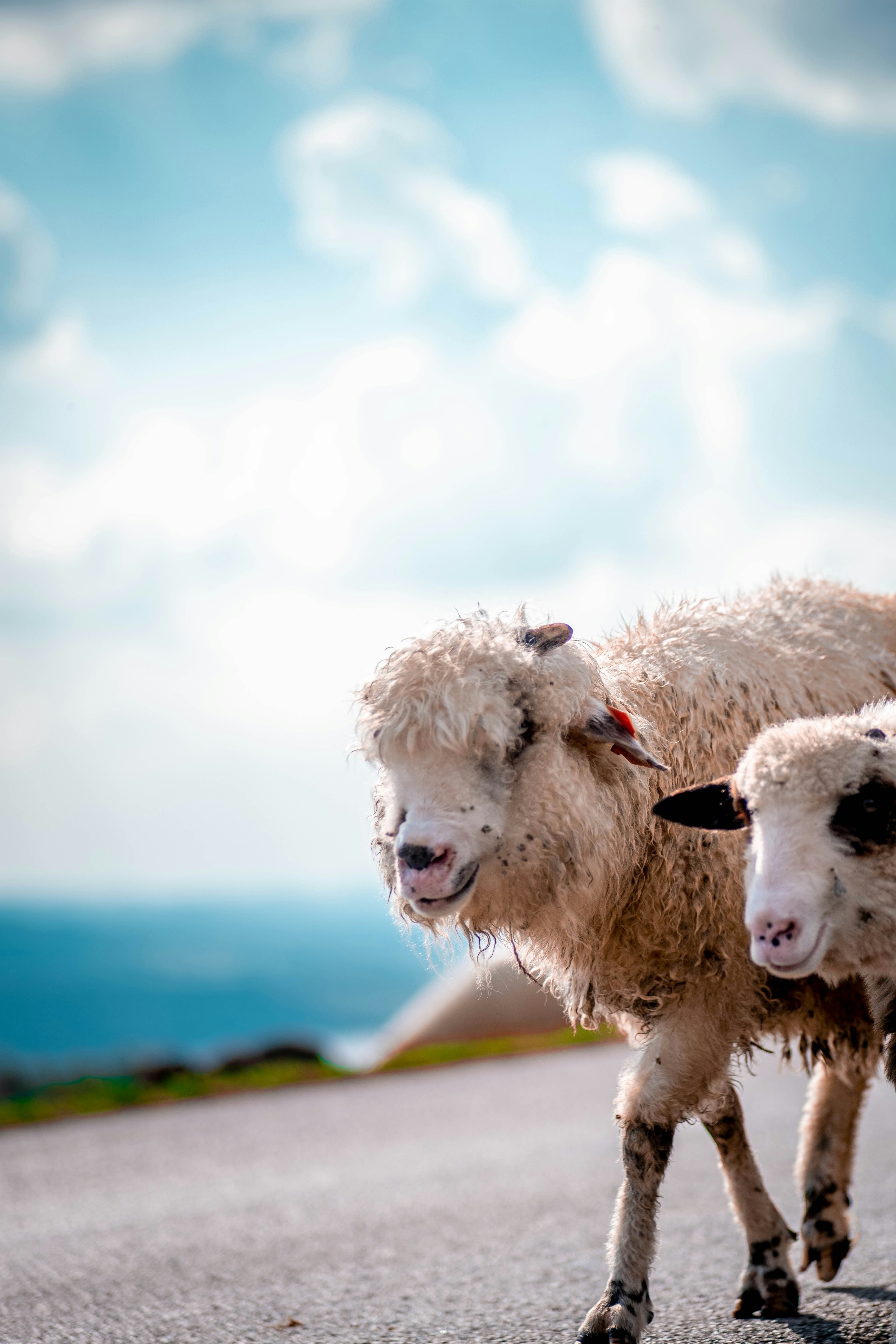 una coppia di pecore in piedi sul ciglio di una strada