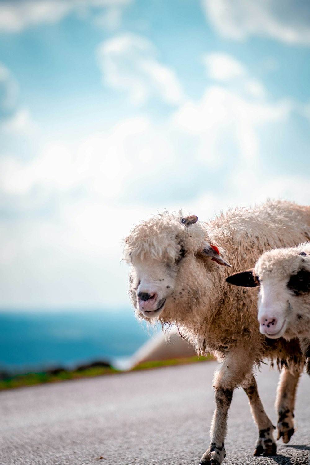 Un par de ovejas paradas al costado de un camino