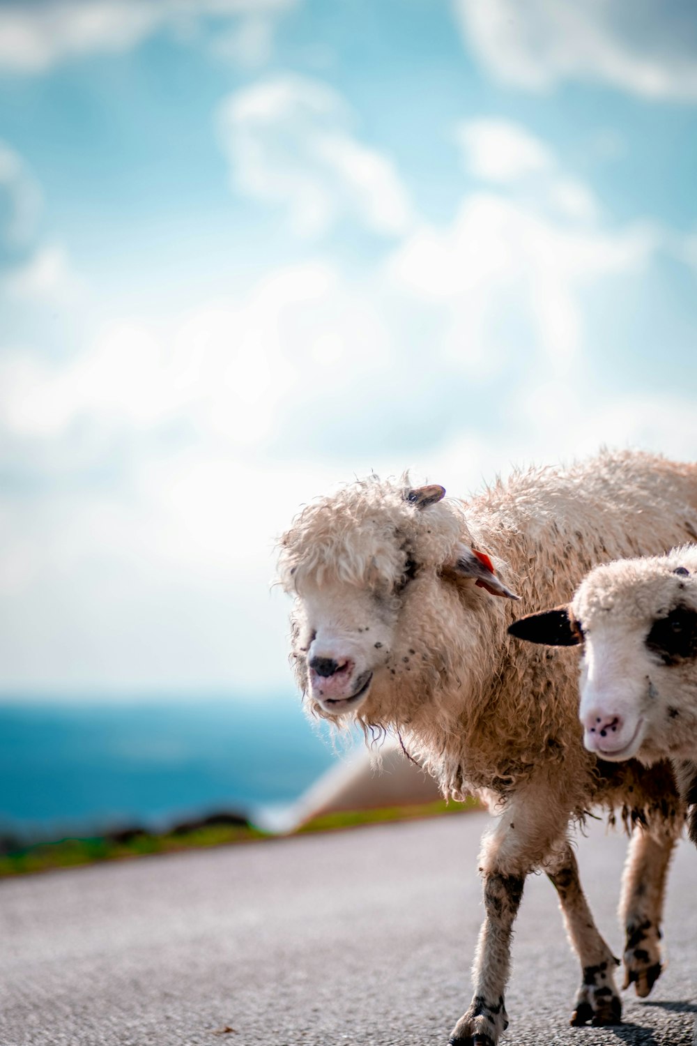 a couple of sheep standing on the side of a road