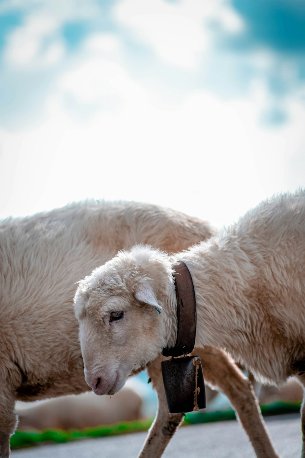 a couple of sheep standing next to each other