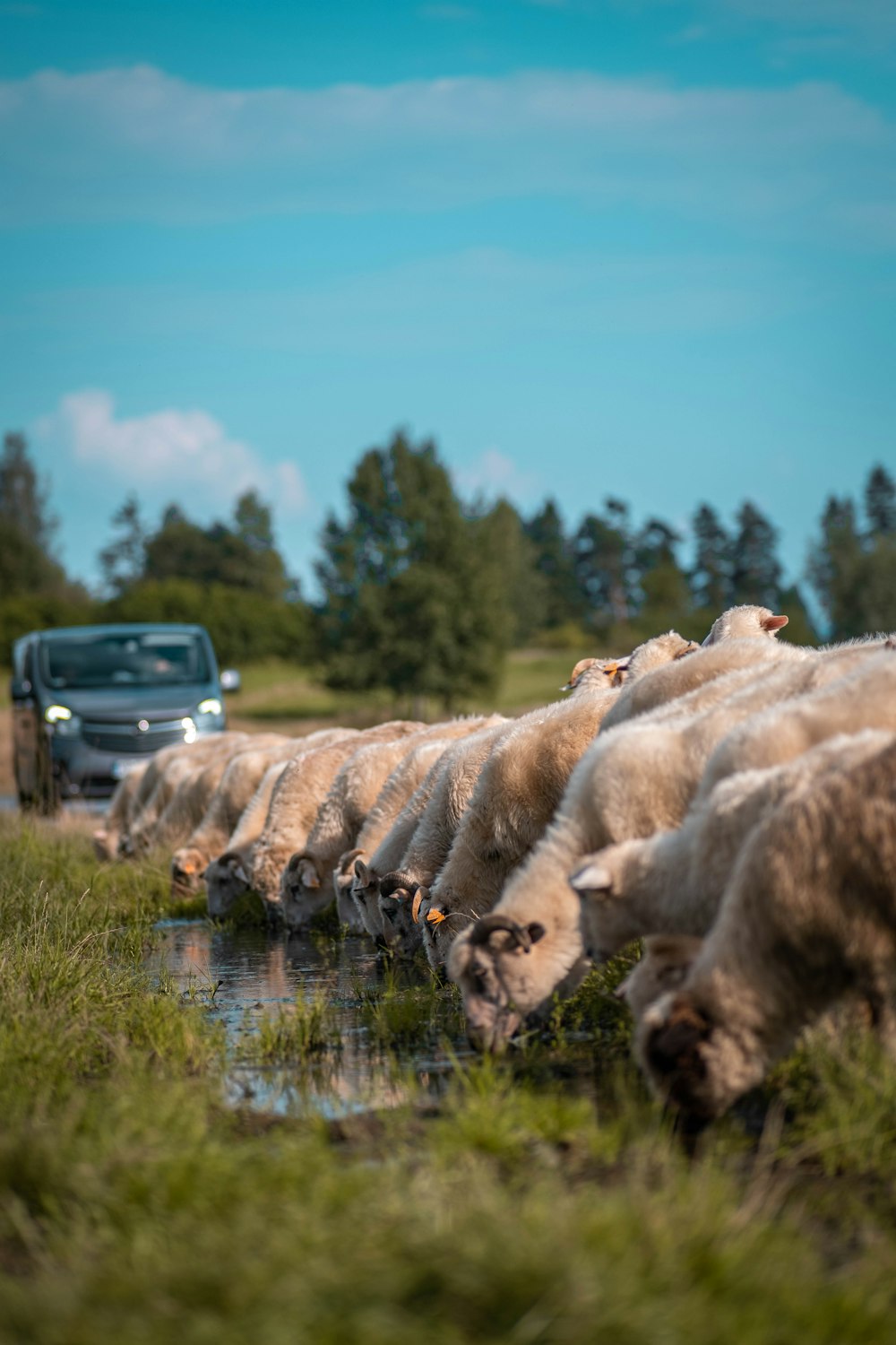 a herd of sheep drinking water from a river