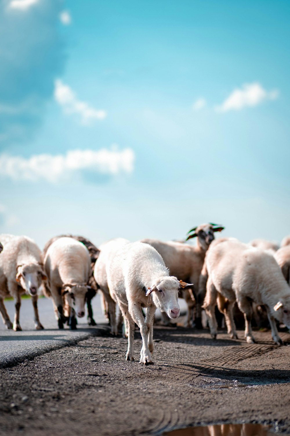 a herd of sheep walking down a road