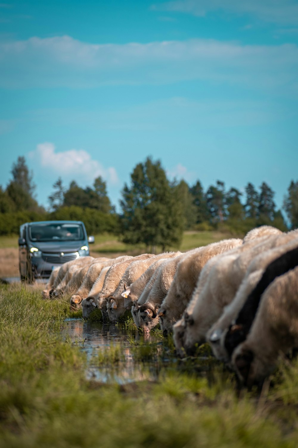 a herd of cattle drinking water from a river