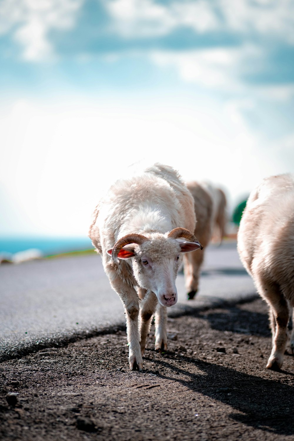 a couple of sheep walking down a road