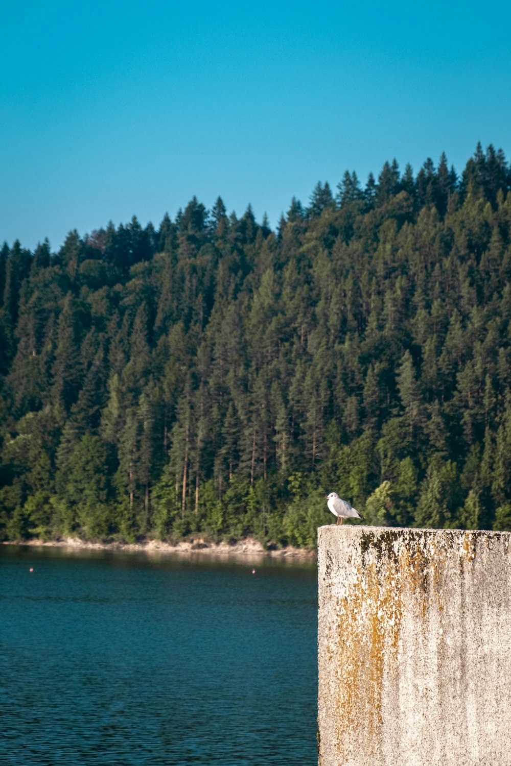 a seagull sitting on a concrete wall next to a body of water