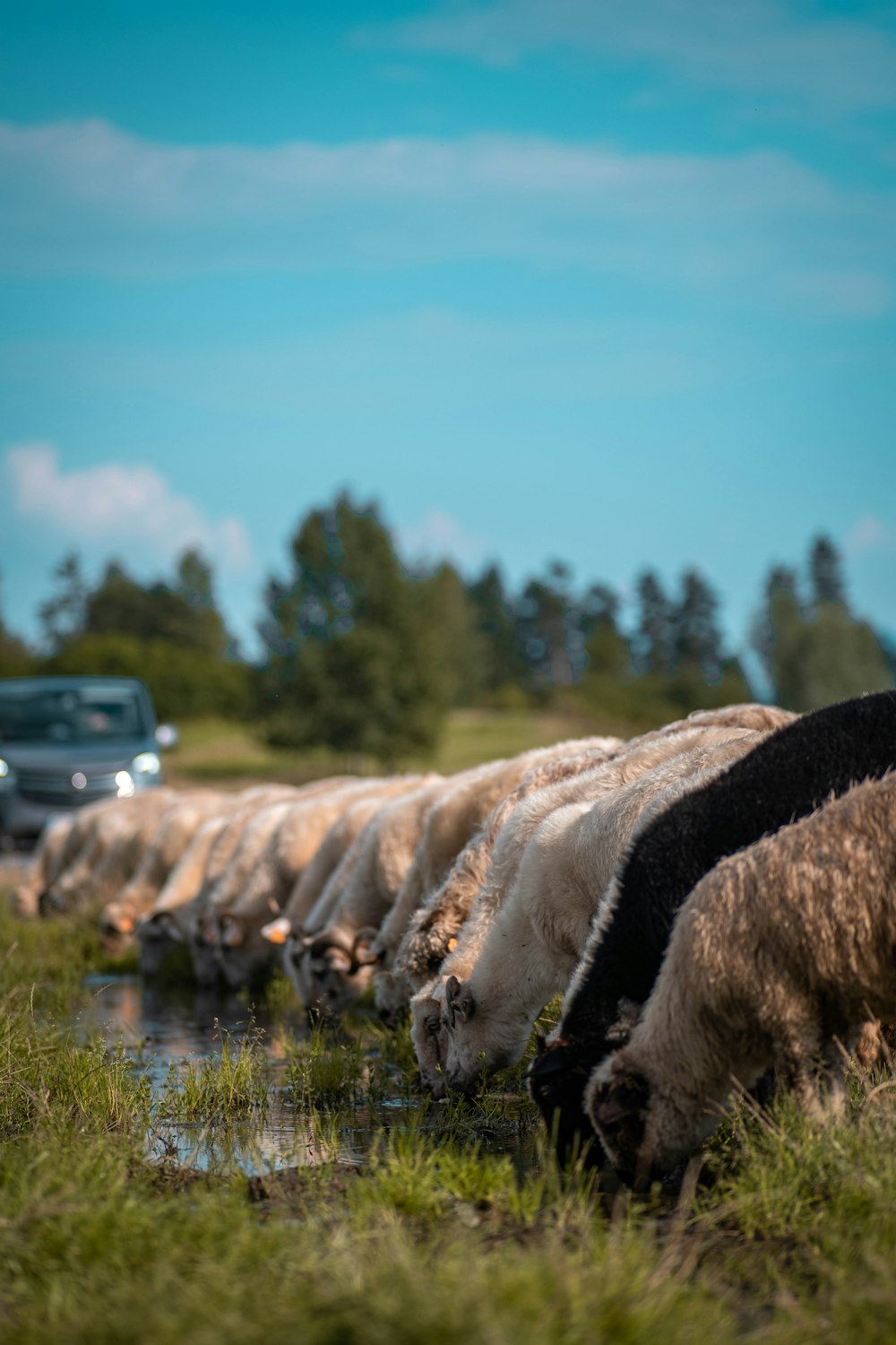 a herd of sheep drinking water from a river