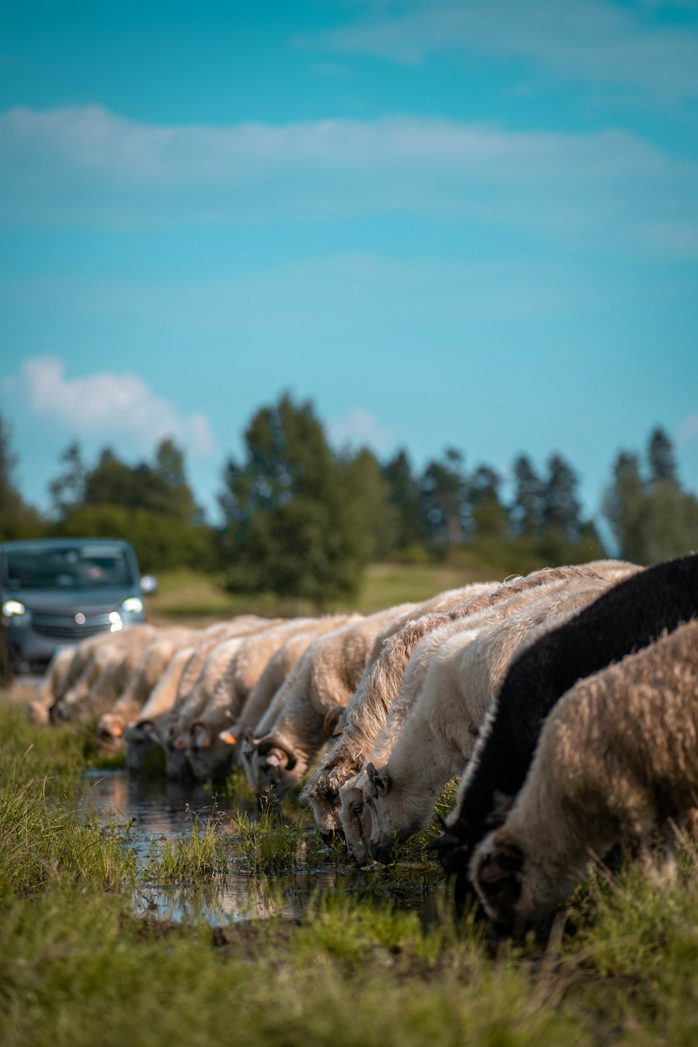 a herd of cattle walking across a grass covered field