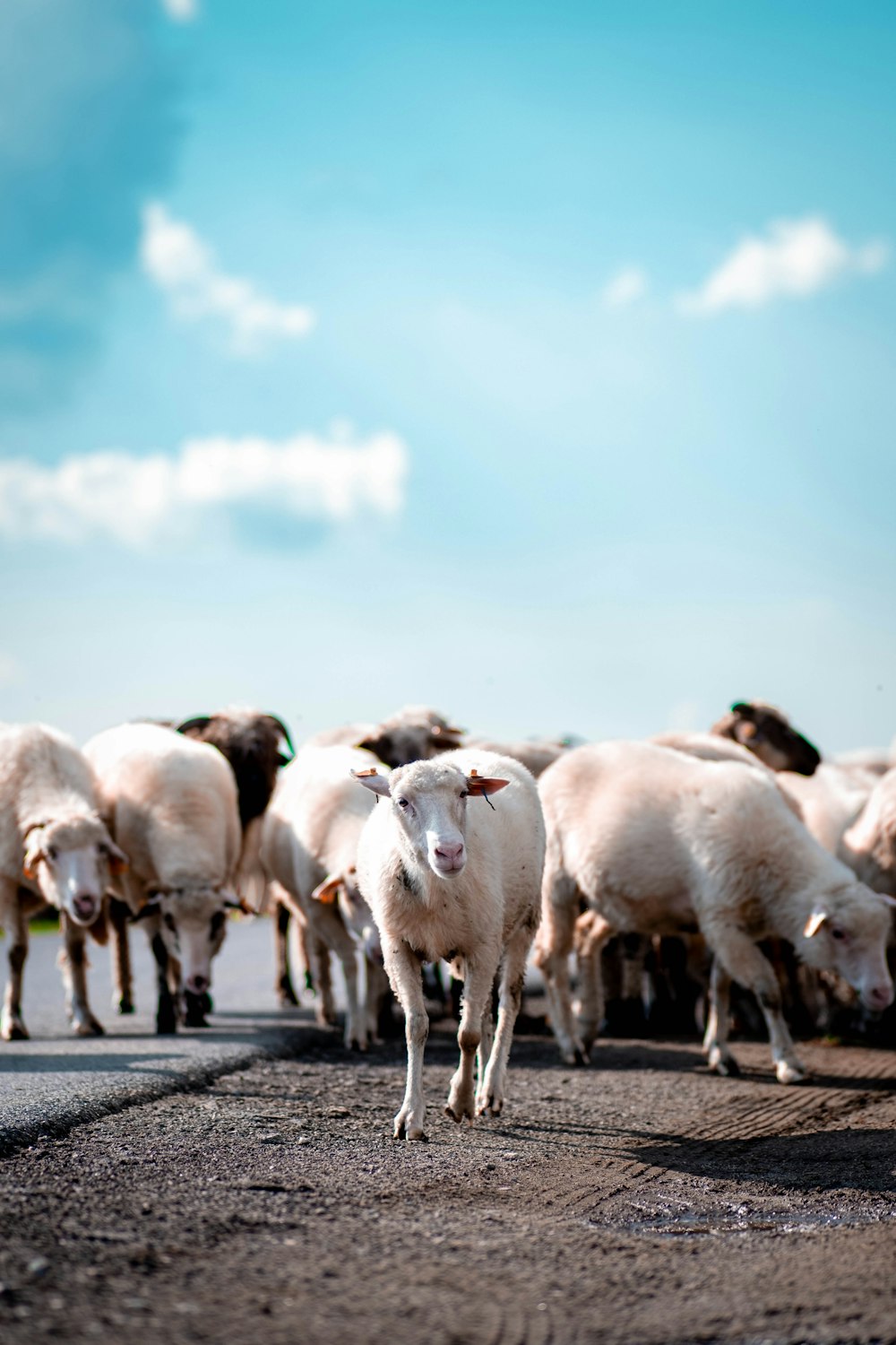 a herd of sheep walking down a road