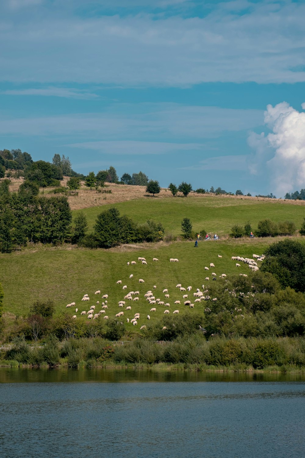 緑豊かな丘の中腹に草を食む羊の群れ