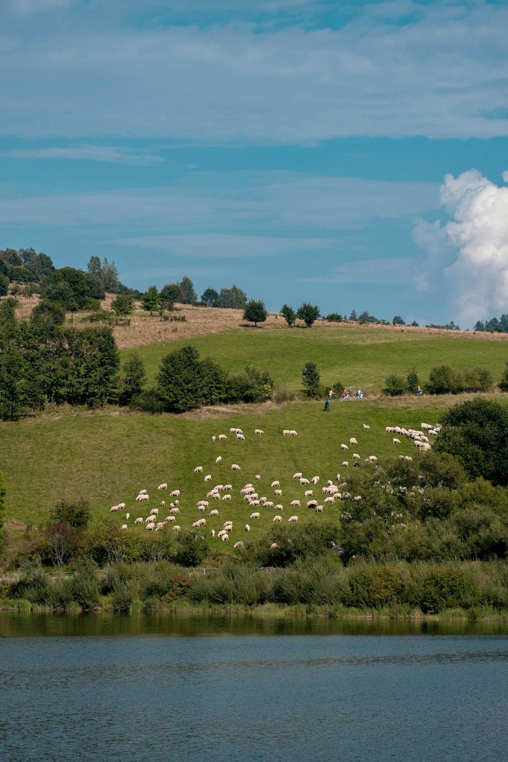 a herd of sheep grazing on a lush green hillside