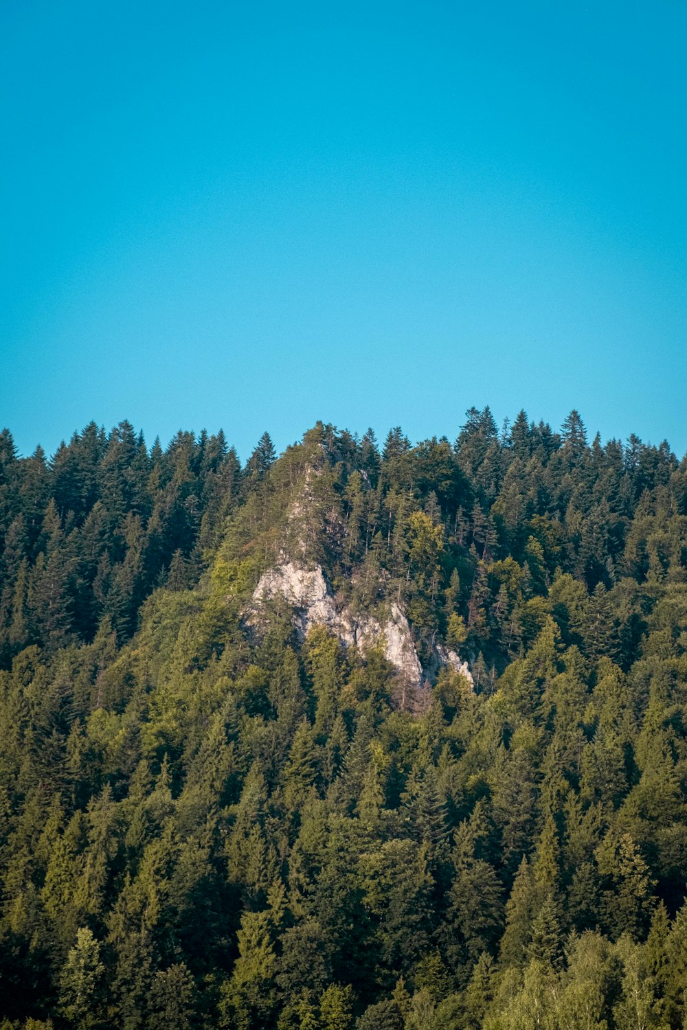 a mountain with trees on the side of it
