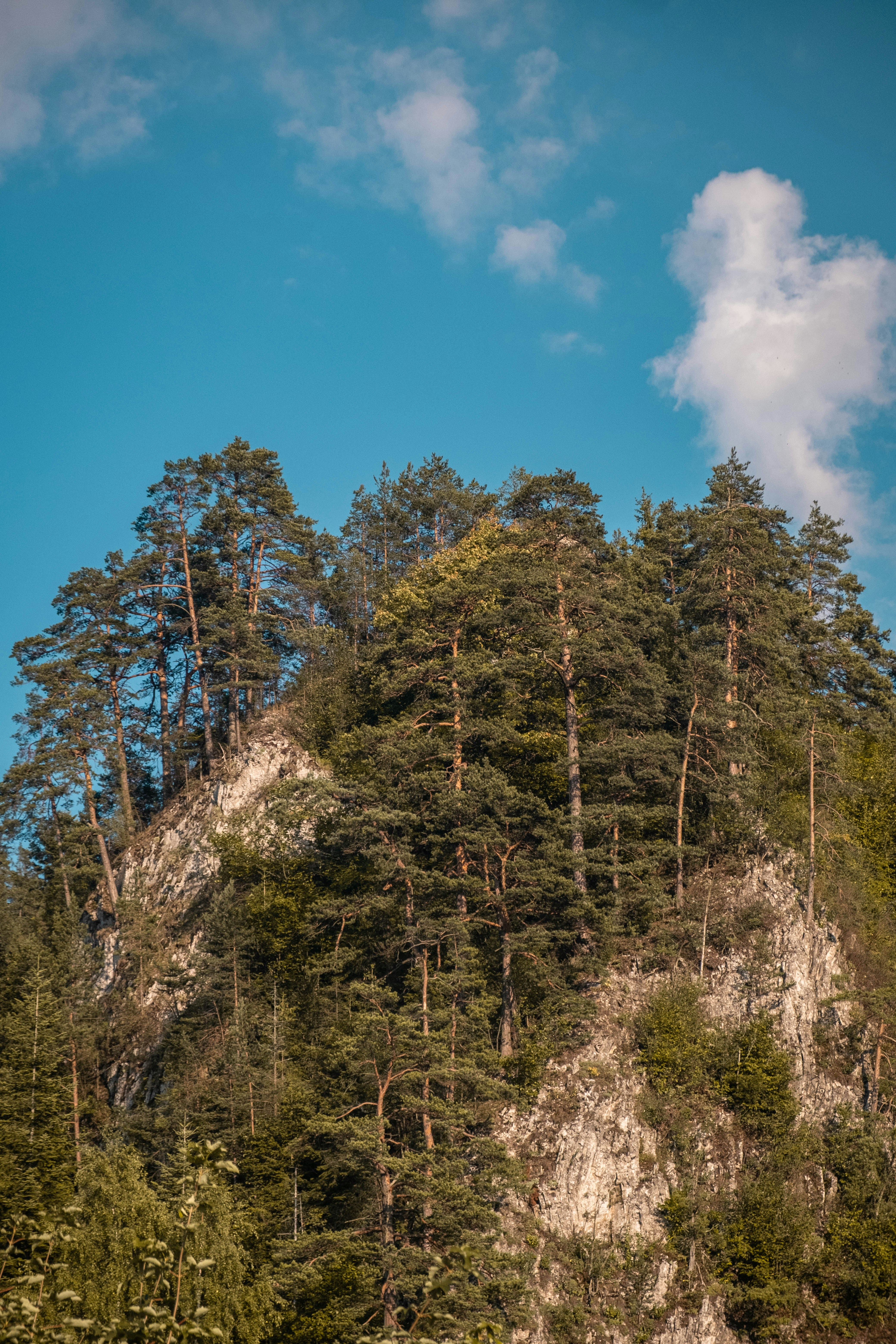 un gruppo di alberi in cima a una montagna