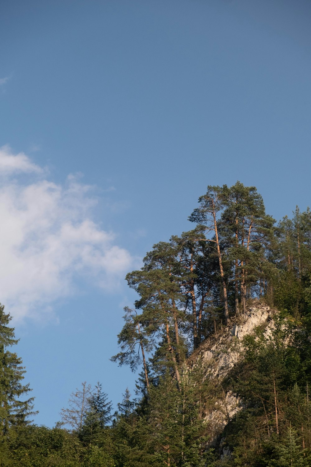 ein Flugzeug, das über einen Wald aus Bäumen fliegt