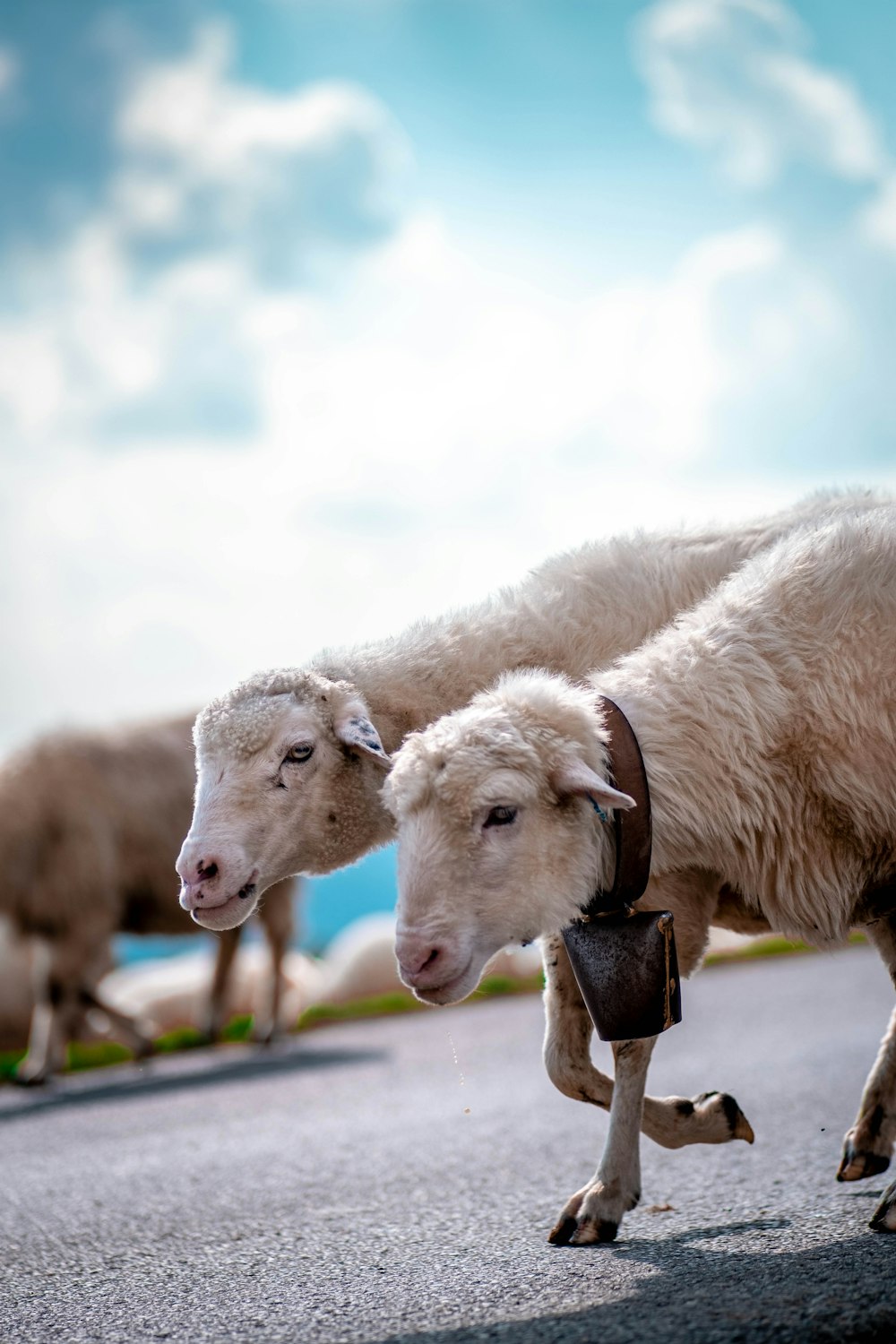 a couple of sheep standing on the side of a road