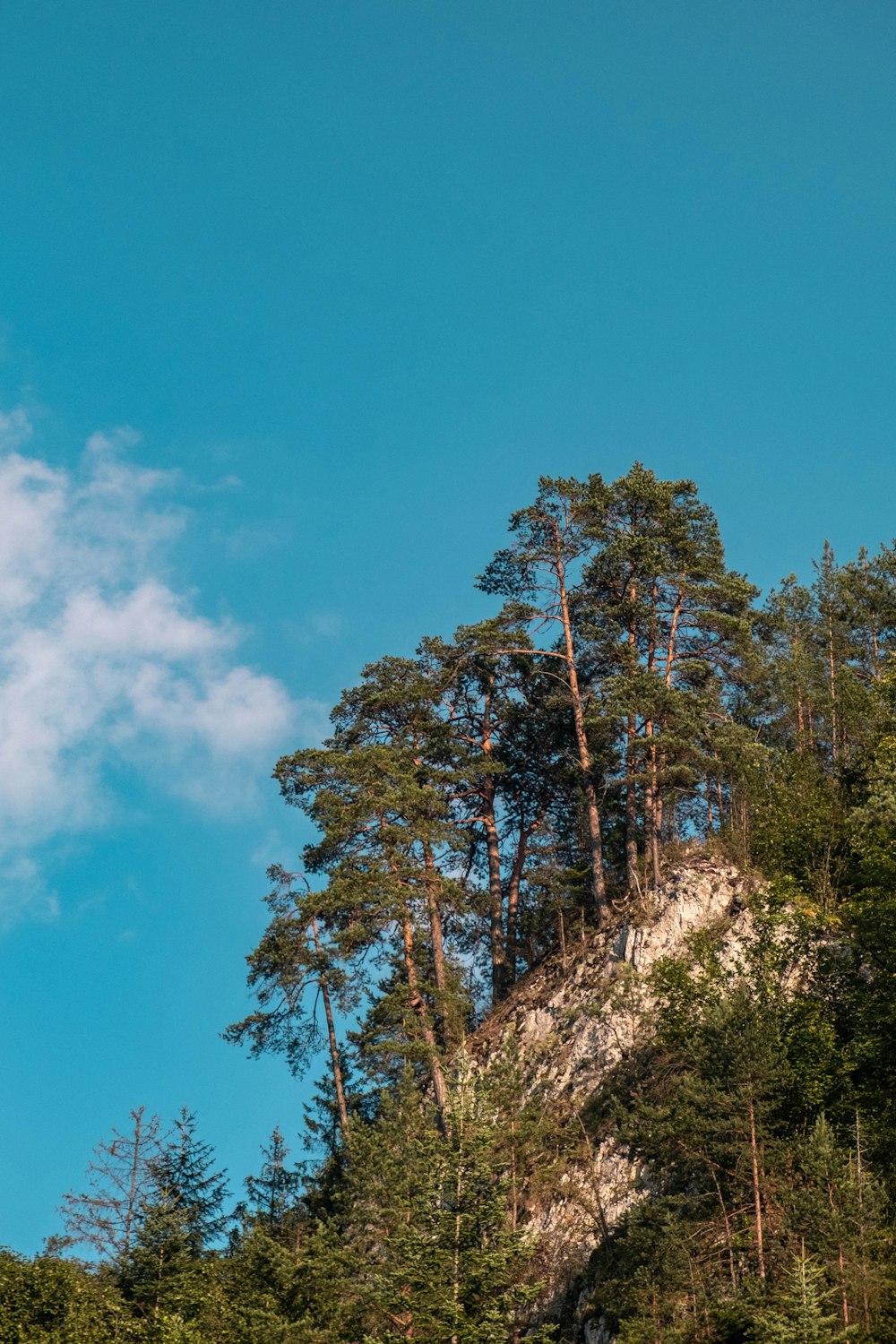 ein Flugzeug, das über einen Wald aus Bäumen fliegt