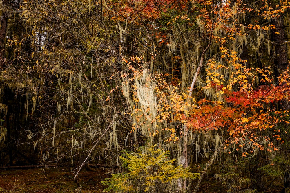 a forest filled with lots of trees covered in leaves