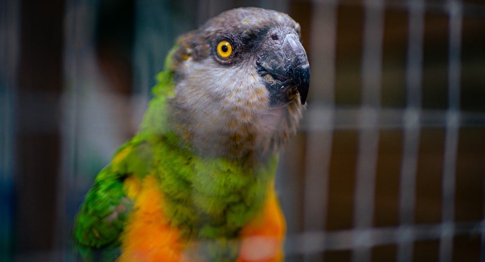 a colorful bird sitting on top of a cage