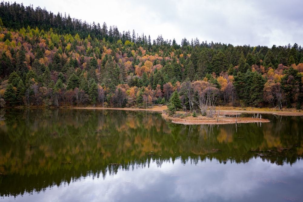 a body of water surrounded by a forest