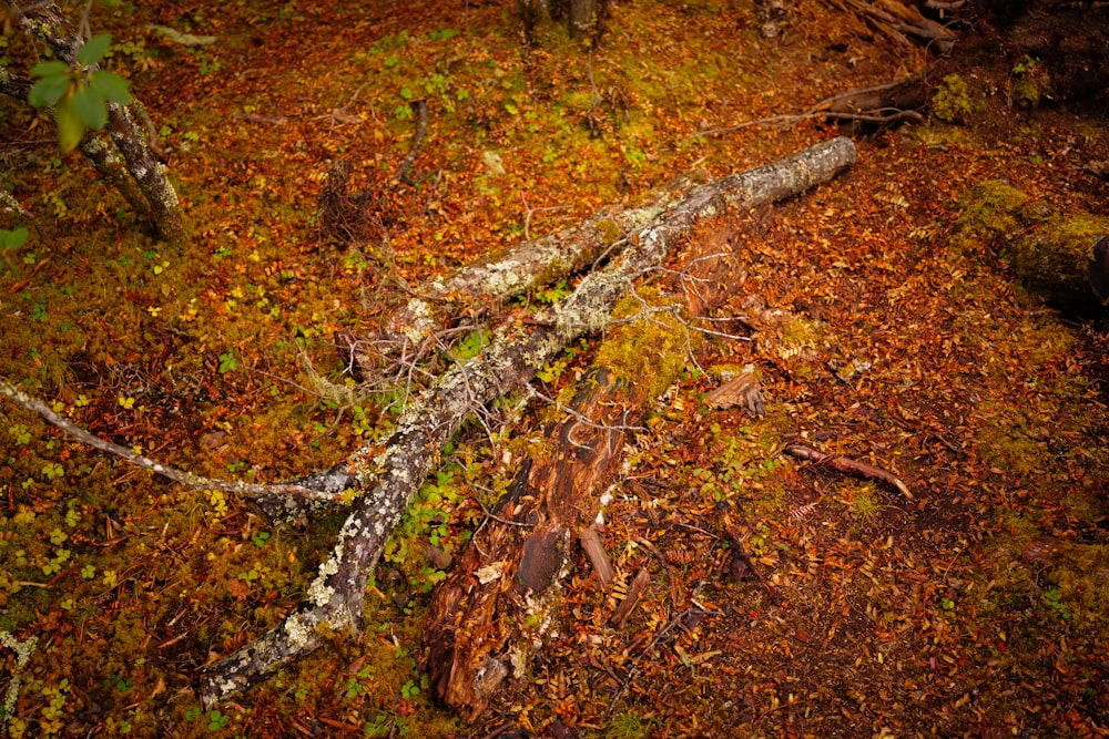 a fallen tree in the middle of a forest