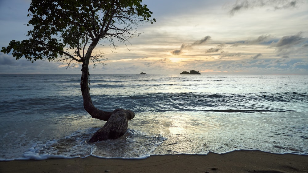 a tree sticking out of the water on a beach