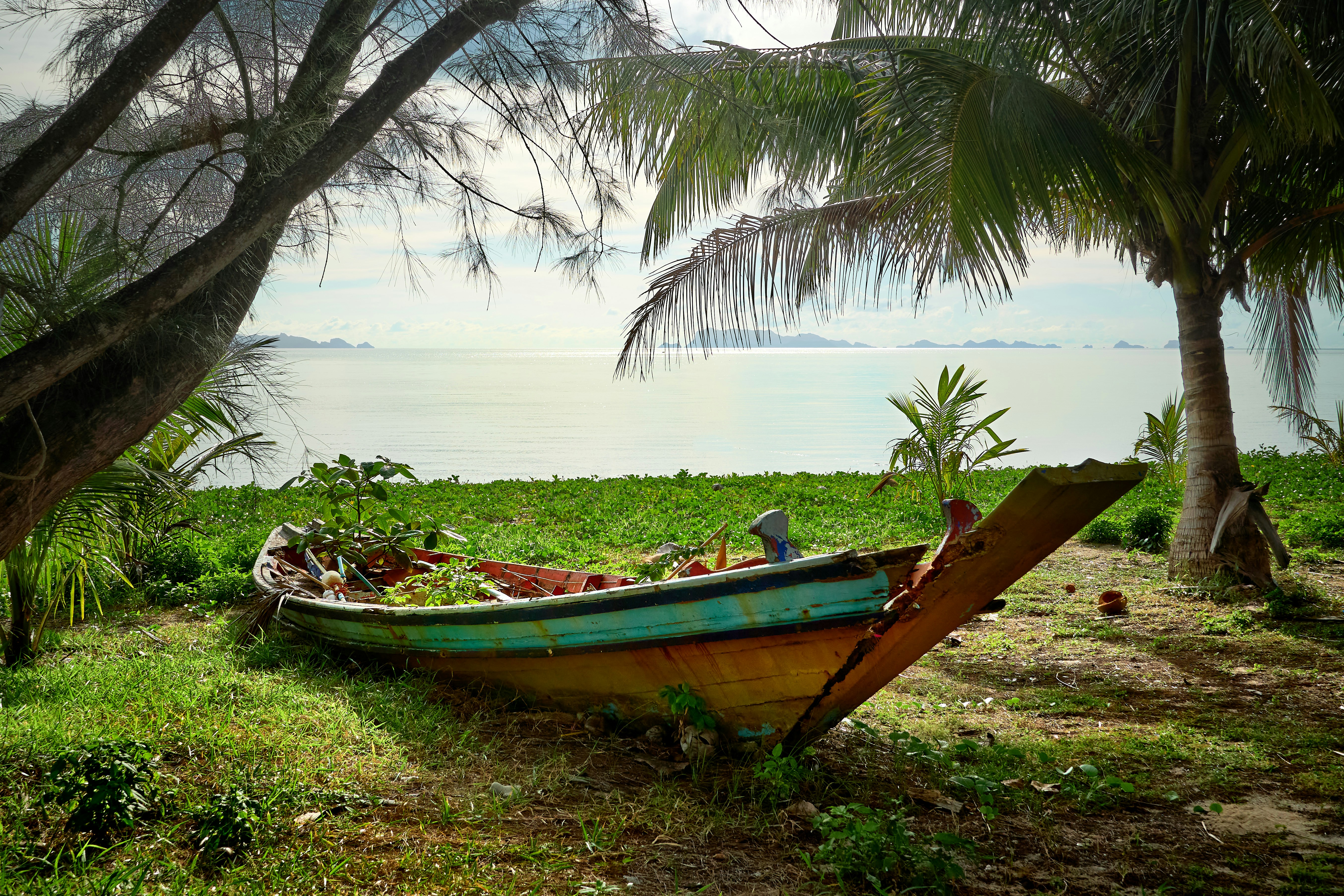 a boat sitting on top of a lush green field, Schiffswrack am Strand mit Pflanzen bewachsen.