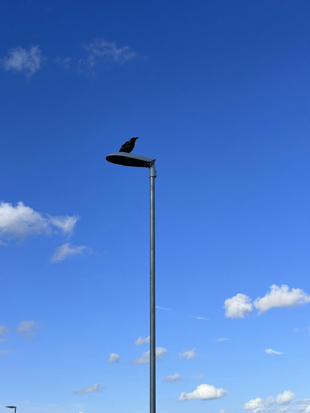 a black bird sitting on top of a light pole